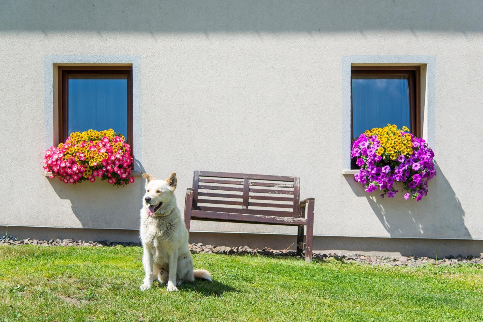 Agroturystyka "Pograniczna" Ober Wüstegiersdorf エクステリア 写真