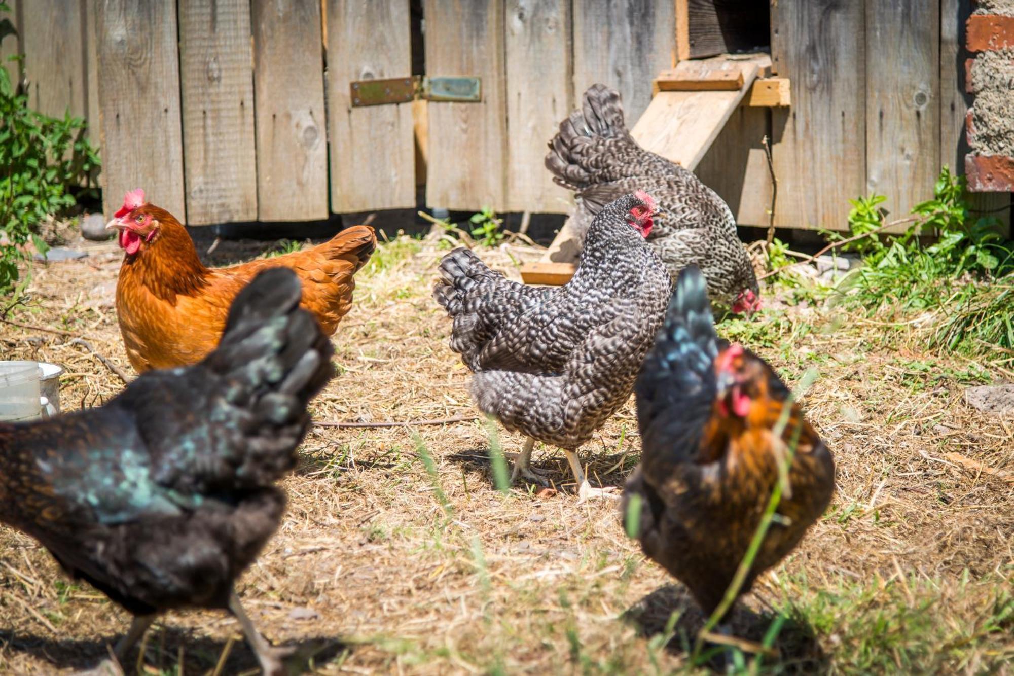 Agroturystyka "Pograniczna" Ober Wüstegiersdorf エクステリア 写真